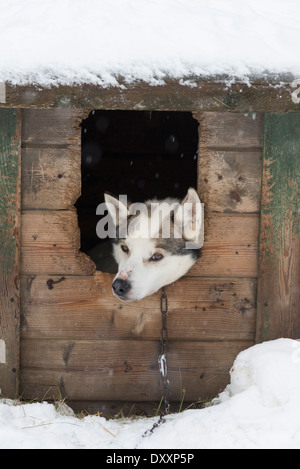 Ein husky Hund in einem hölzernen Käfig, mit seinem Kopf stossen im Schnee, Lappland, Finnland Stockfoto