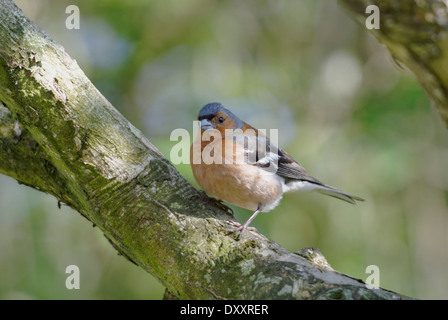 Männlichen Buchfinken hocken auf einem Ast auf der Suche nach Nahrung Stockfoto