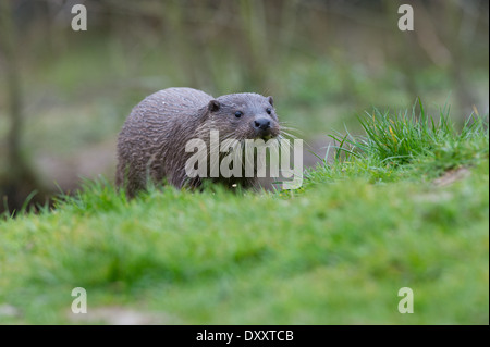 Europäischen Fischotter (Lutra Lutra) Stockfoto