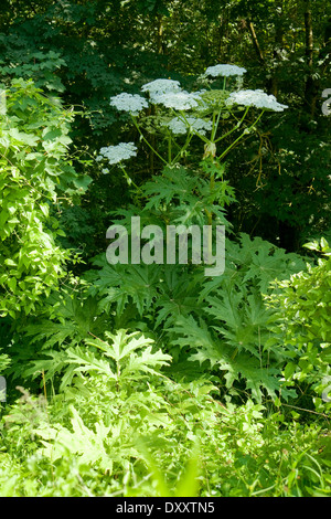 Riesenbärenklau-Anlage im grünen Wald-Ambiente Stockfoto