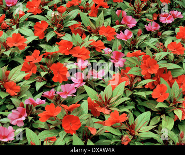 Blumen Hintergrund, umgeben von grünen Blättern in Gärtnerei Stockfoto