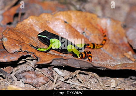 Barons Mantella (Mantella Baroni), auch bekannt als die bunten goldenen Frosch oder Madagaskar poison frog Stockfoto