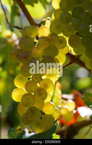 Deutschland, Baden-Wurttemberg, Trauben, Weißwein, Deutschland, Baden-Württemberg, Weintrauben, Weißwein Stockfoto