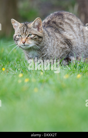 Schottische Wildkatze (Felis Silvestris Grampia) Stockfoto