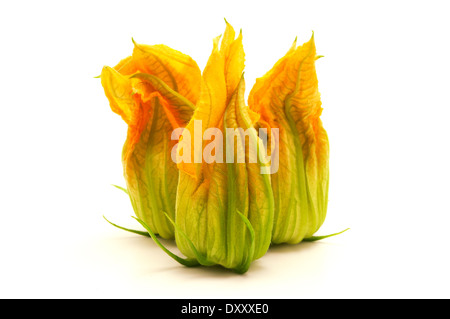 Gelbe Zucchini Blume auf weißem Hintergrund Stockfoto