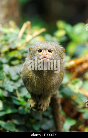 Zwergseidenäffchen (Cebuella Pygmaea) ist eine kleine neue Welt Affe in Regenwäldern im westlichen Amazonasbecken in Südamerika heimisch Stockfoto