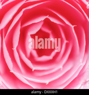 Rosa Rose-Makro Stockfoto