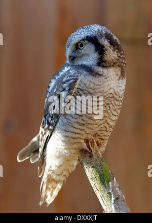 Boreal Eule (Aegolius Funereus) ist eine kleine Eule. Es ist auch bekannt als Rauhfußkauzs Eule. Stockfoto