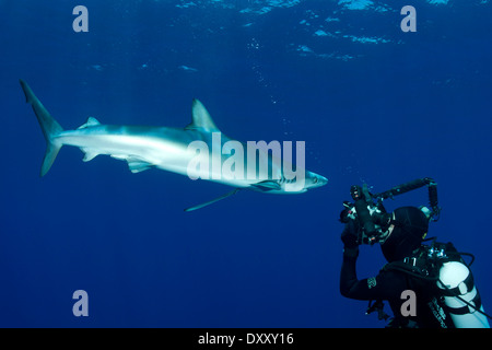 Blauhai und Taucher, Prionace Glauca, Insel Pico, Azoren, Portugal Stockfoto