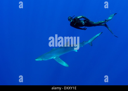 Blauhai und Taucher, Prionace Glauca, Insel Pico, Azoren, Portugal Stockfoto