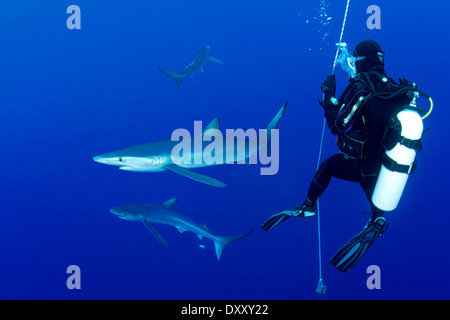 Blauhai und Taucher, Prionace Glauca, Insel Pico, Azoren, Portugal Stockfoto