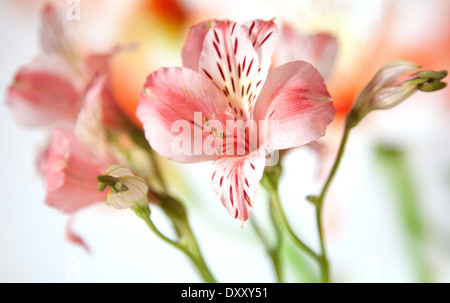 Nur zur Eröffnung Alstroemeria Lilie Blumen Makro auf weißem Hintergrund Stockfoto