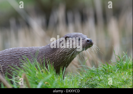 Europäischen Fischotter (Lutra Lutra) Stockfoto