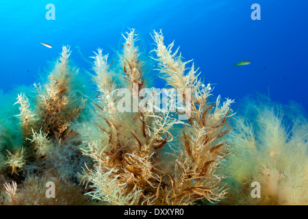 Braun Großalgen, Sargassum SP., Ponza Ilsland, Mittelmeer, Italien Stockfoto