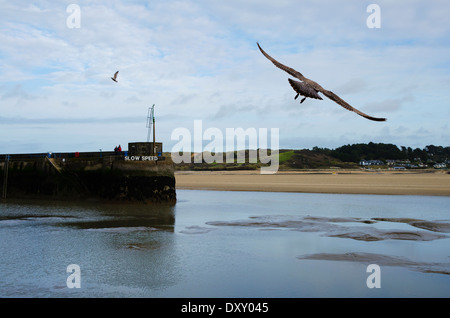 Blick vom Padstow Hafen über den Fluss Camel Rock mit Möwe im Vordergrund Stockfoto