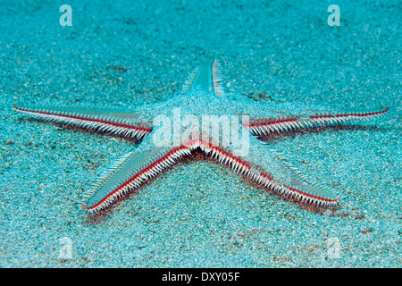 Sea Star, Astropecten Aranciacus, Ponza Ilsland, Mittelmeer, Italien Stockfoto