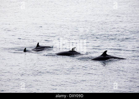 Pod der falsche Killerwal, Pseudorca Crassidens, Raja Ampat, West Papua, Indonesien Stockfoto