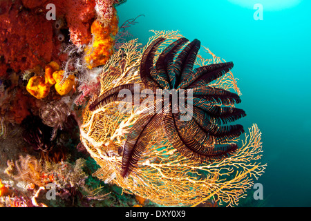 Schwarze Feder Stern auf Seafan, Crinoidea, Raja Ampat, West-Papua, Indonesien Stockfoto