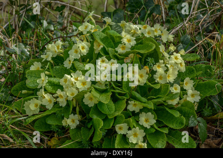 Haufen schwefelgelbe Blumen der frühreifenden Blume "Primrose" / Primula vulgaris. Wilde Primrosen, Primrosen in freier Wildbahn, Heilpflanzen. Stockfoto