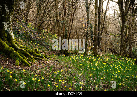 Wilde Narzissen im Dunsford Wood auf Dartmoor Stockfoto