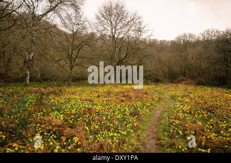 Wilde Narzissen im Dunsford Wood auf Dartmoor Stockfoto