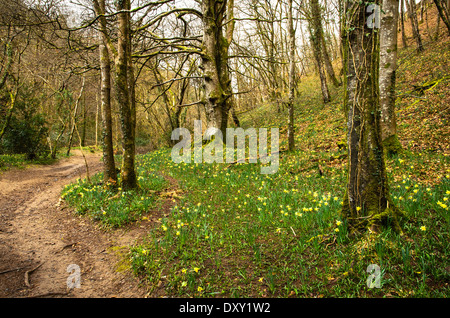 Wilde Narzissen im Dunsford Wood auf Dartmoor Stockfoto