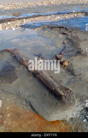 Hölzer aus einem alten untergetauchten Eichenwald, der nach Winterstürmen freigelegt wurde, Thurlestone Sands. South Hams. Devon. VEREINIGTES KÖNIGREICH Stockfoto