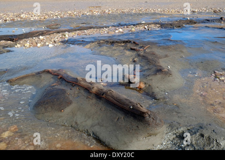 Hölzer aus einem alten untergetauchten Eichenwald, der nach Winterstürmen freigelegt wurde, Thurlestone Sands. South Hams. Devon. VEREINIGTES KÖNIGREICH Stockfoto