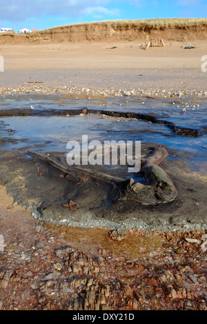 Hölzer aus einem alten untergetauchten Eichenwald, der nach Winterstürmen freigelegt wurde, Thurlestone Sands. South Hams. Devon. VEREINIGTES KÖNIGREICH Stockfoto