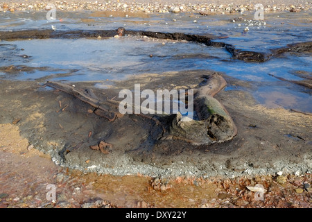 Hölzer aus einem alten untergetauchten Eichenwald, der nach Winterstürmen freigelegt wurde, Thurlestone Sands. South Hams. Devon. VEREINIGTES KÖNIGREICH Stockfoto