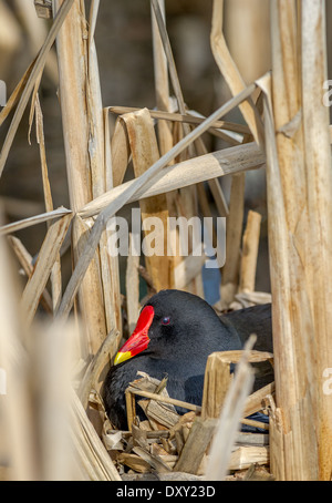 Weibliche Teichhuhn sitzt auf ihrem Nest aus Schilf hergestellt Stockfoto