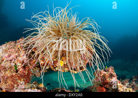 Snakelocks Seeanemone Anemonia Sulcata, Sardinien, Italien Stockfoto