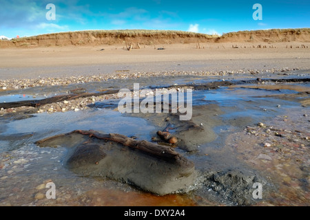 Hölzer aus einem alten untergetauchten Eichenwald, der nach Winterstürmen freigelegt wurde, Thurlestone Sands. South Hams. Devon. VEREINIGTES KÖNIGREICH Stockfoto