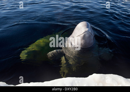 Beluga-Wal, Delphinapterus Leucas, weißes Meer, Karelien, Russland Stockfoto