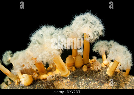 Aggregieren von Anemone, Metridium senile, weißes Meer, Karelien, Russland Stockfoto