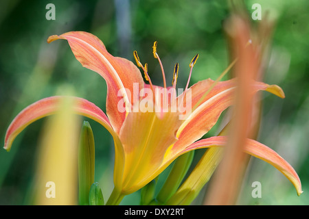 Sterben Sie, Gelbrote Taglilie (Hemerocallis Fulva), Orange Taglilien,, Blume, Blume, Stockfoto