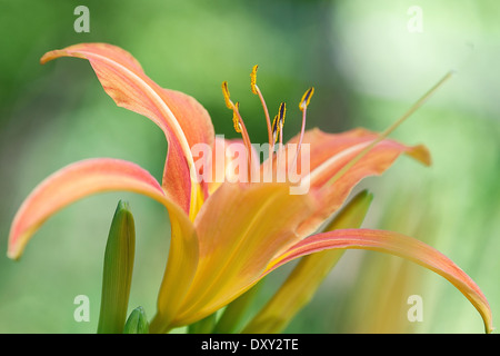 Sterben Sie, Gelbrote Taglilie (Hemerocallis Fulva), Orange Taglilien,, Blume, Blume, Stockfoto