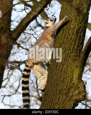 Schnelllebigen Katta (Lemur Catta) klettern auf einem Baumstamm Stockfoto