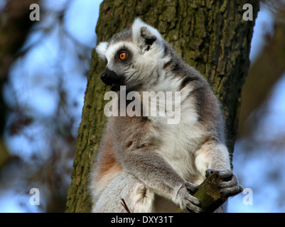 Ringtailed Lemuren (Lemur Catta) in einem Baum Stockfoto