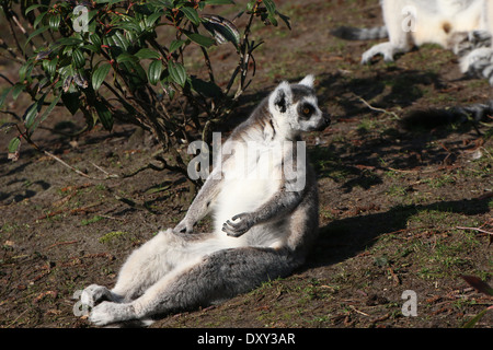 Zum Sonnenbaden Ring tailed Lemuren (Lemur Catta) Nahaufnahme Stockfoto