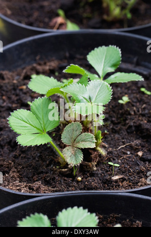 Neu vergossen auf Erdbeerpflanzen. Stockfoto