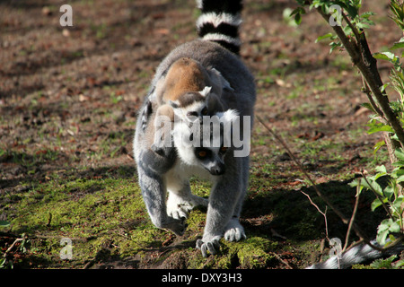 Ring-tailed Lemur oder Maki Catta (Lemur Catta), Mutter mit Kind auf dem Rücken Stockfoto