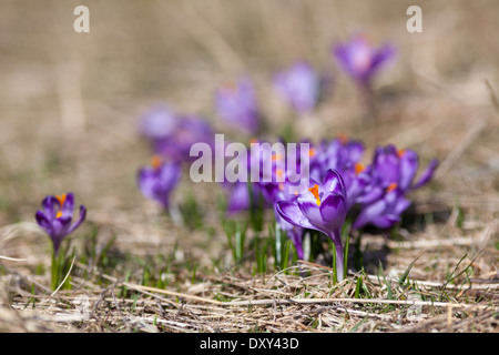 Wilder Frühling Krokusse in natürlicher Umgebung in Chocholowska Tal (Dolina Chocholowska), Tatra, Polen Stockfoto