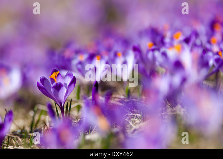 In der Nähe von wilden Krokusse blühen im Frühling in Chocholowska Tal, Tatra, Polen Stockfoto