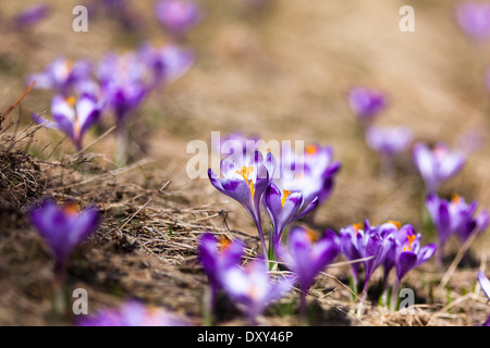 Wilde Frühling Krokusse in natürlichen Umgebung im Tal Chocholowska, Tatra-Gebirge, Polen Stockfoto