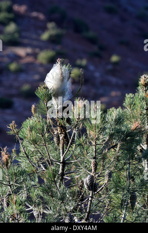 Kiefer Pinienprozessionsspinner Raupe (Thaumetopoea Pityocampa) Larven nest Stockfoto