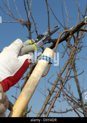 Gärtner beschneiden Apple Äste mit Gartenscheren Stockfoto