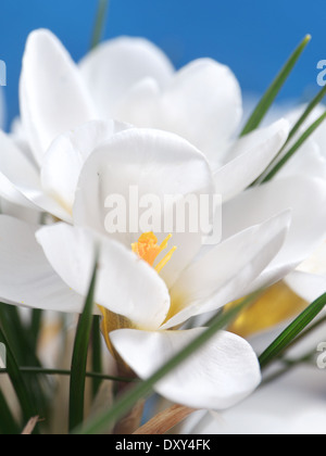 Weiße Krokusse erschossen auf blauem Hintergrund Stockfoto