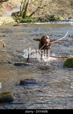 Labrador Abrufen von langen Stock im Wasser. Stockfoto