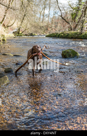 Labrador Abrufen von langen Stock im Wasser. Stockfoto